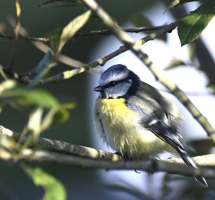 Mésange bleue sortant du bain